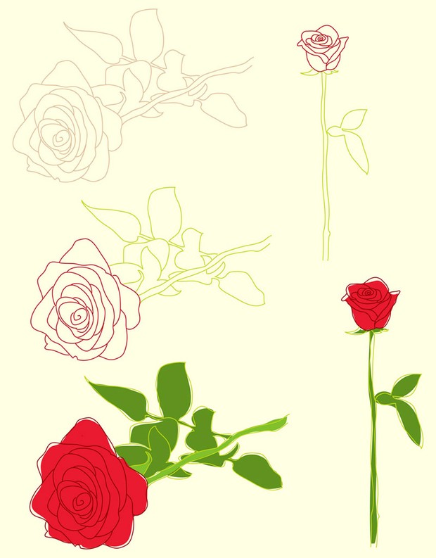 Vector Roses Illustrations